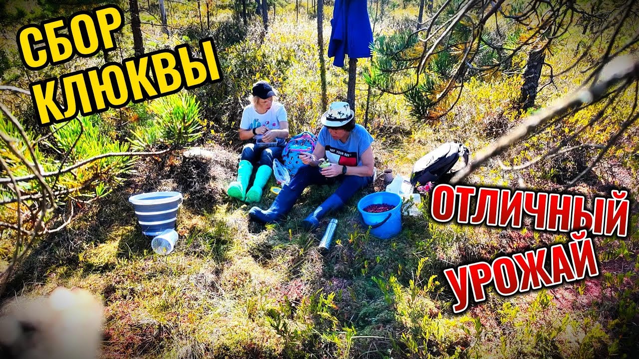 Три дня в лесу\Сбор клюквы #сборягод #клюква #питер