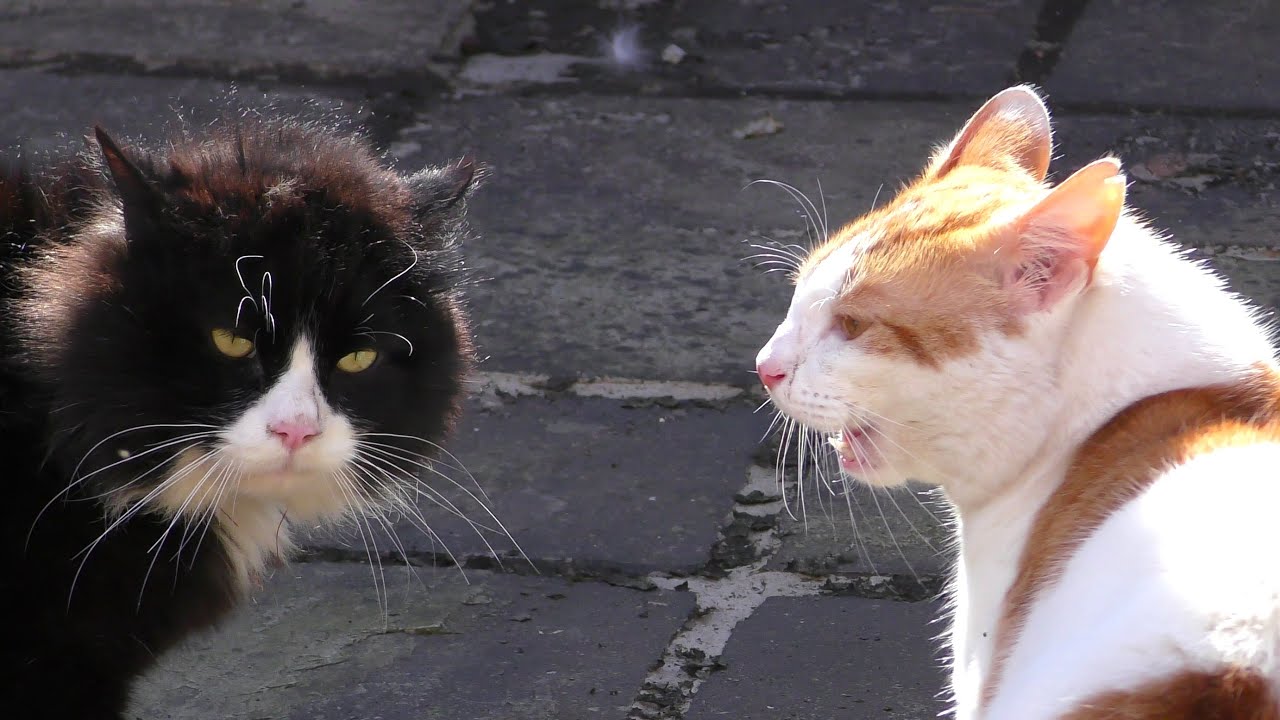 Cats Meowing Loudly (Compilation)