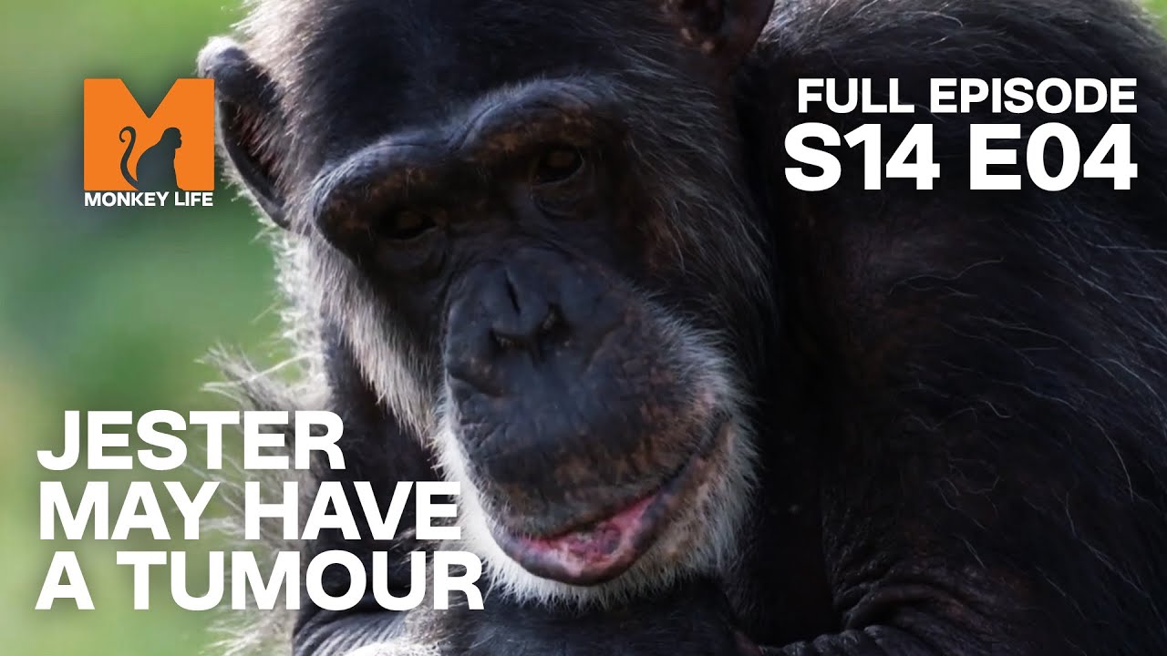 Jestah May Have A Tumour | Season 14 Episode 4 | Full Episode | Monkey Life