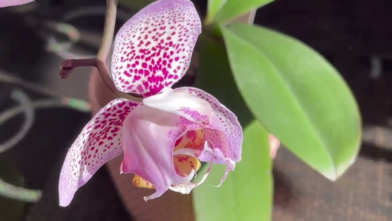 Как ПОЛИВАТЬ ОРХИДЕИ получается у меня в РАЗНЫХ СИСТЕМАХ СОДЕРЖАНИЯ🚰🌸