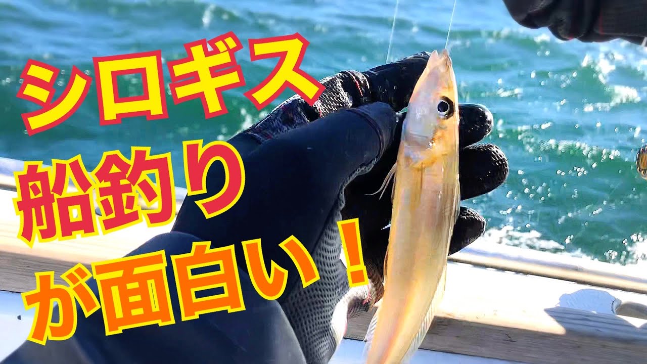【シロギス釣り】東京湾で船釣りに挑戦！仕掛け・釣り方｜長崎屋(2022.11.27)