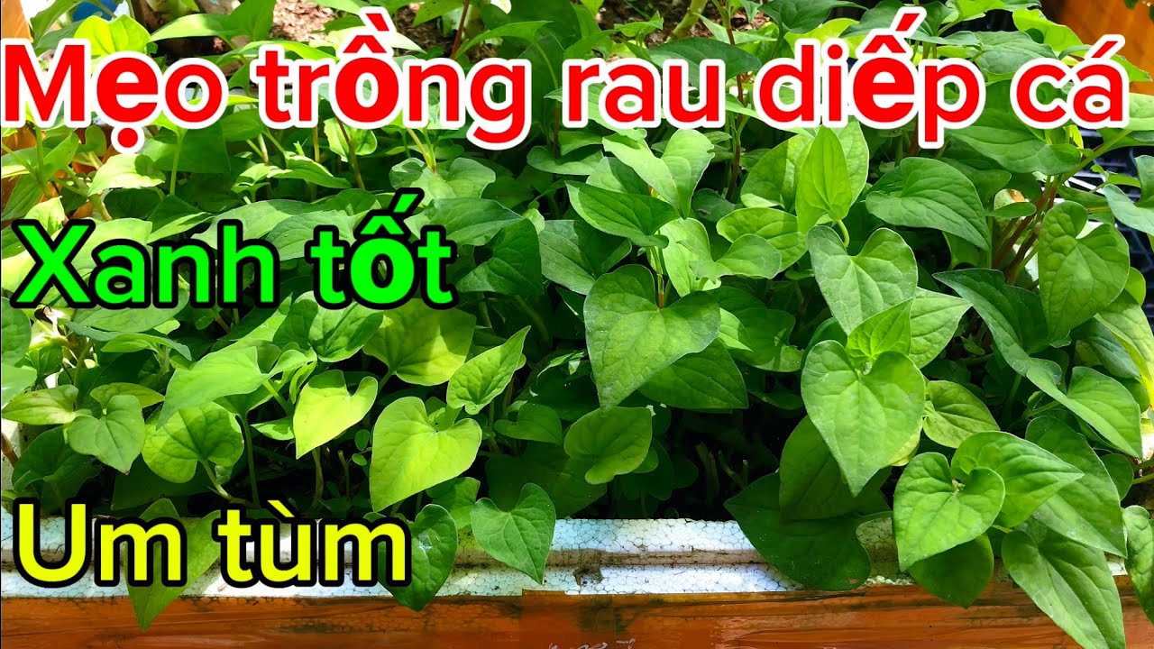 Mẹo trồng rau diếp cá bằng thân bò đi rất ít người biết