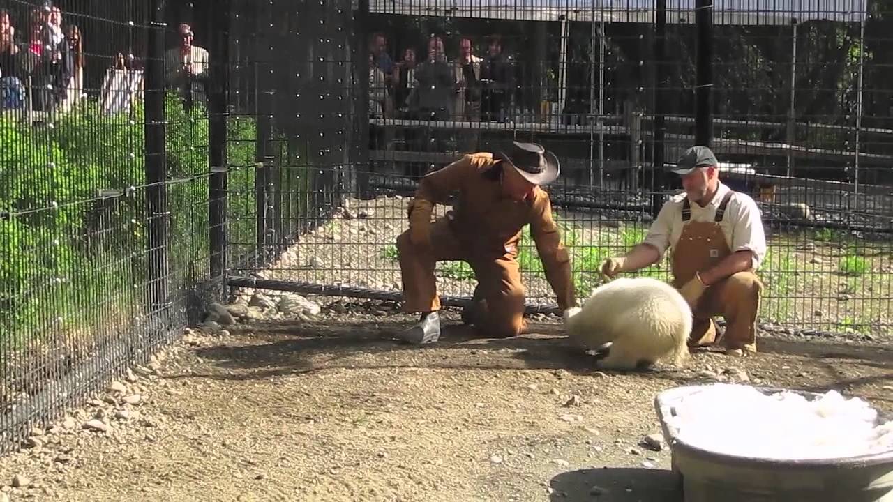 Alaska Zoo's 'Feast for the Beast'!