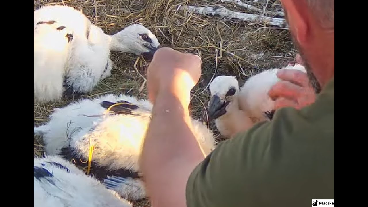 Ságvár HU - Damilt szedtek ki a gyerekek csőréből.