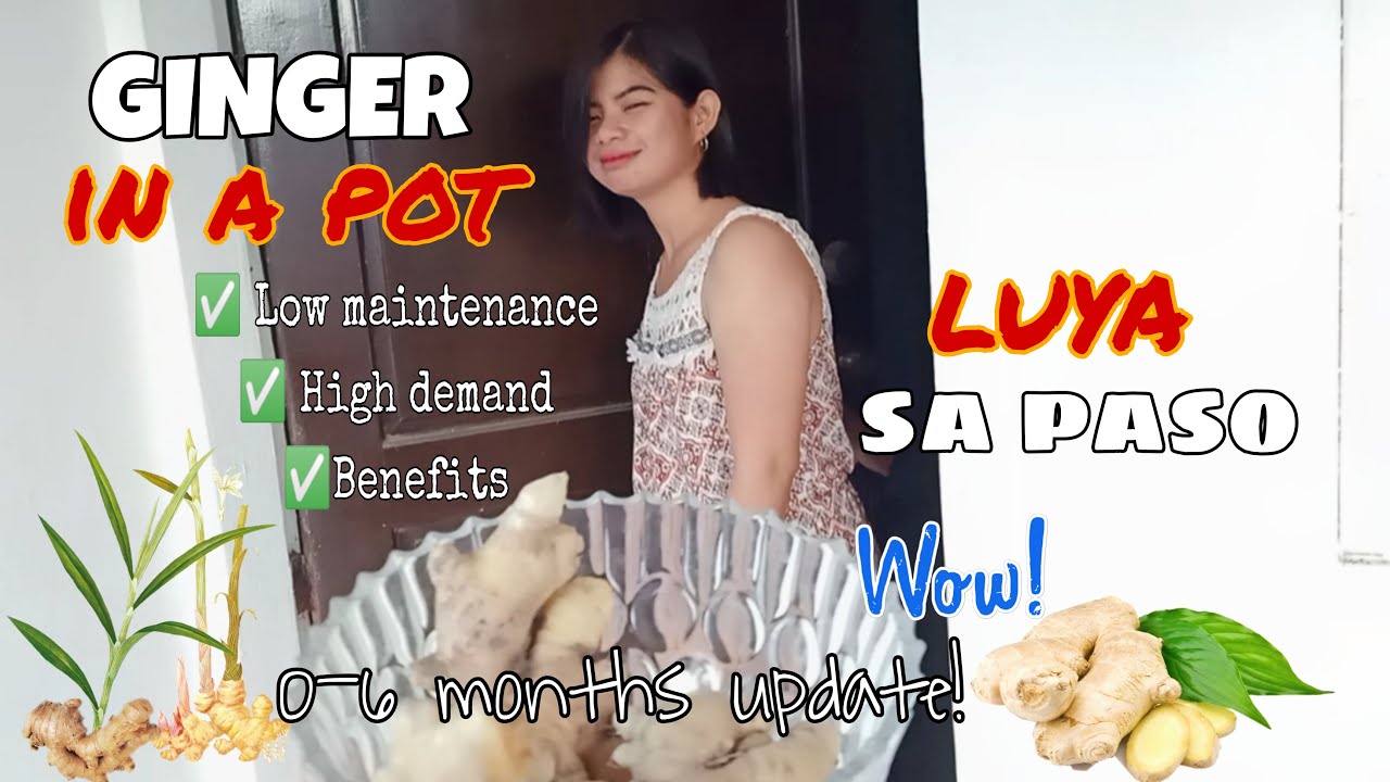 LUYA|GINGER SA PASO||HEALTH BENEFITS