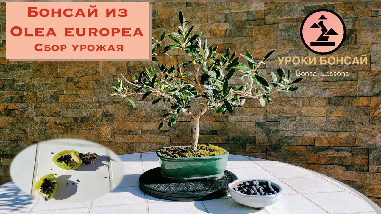 Бонсай олива (Olea europea). Сбор оливок бонсай! СУПЕР РОЗЫГРЫШ плодов и семян!