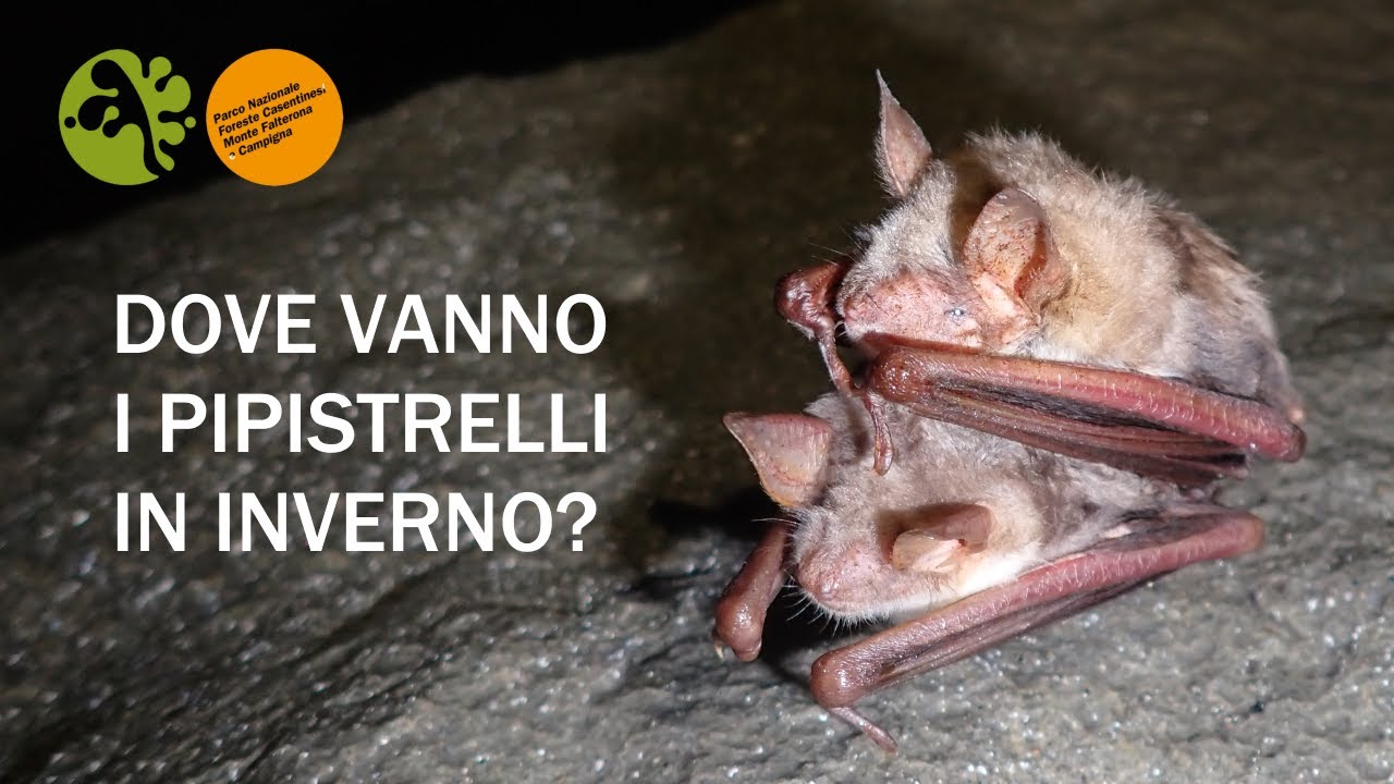Il monitoraggio delle COLONIE SVERNANTI di PIPISTRELLI nel Parco