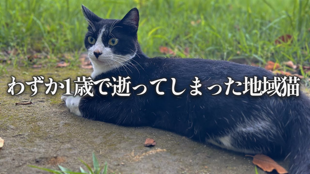 突如逝ってしまった優しい地域猫 チビ