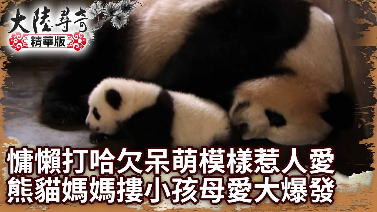 【團團離世回顧】慵懶打哈欠呆萌模樣惹人愛 熊貓媽媽摟小孩母愛大爆發【 @ctvchinatv  EP1282】主持人名