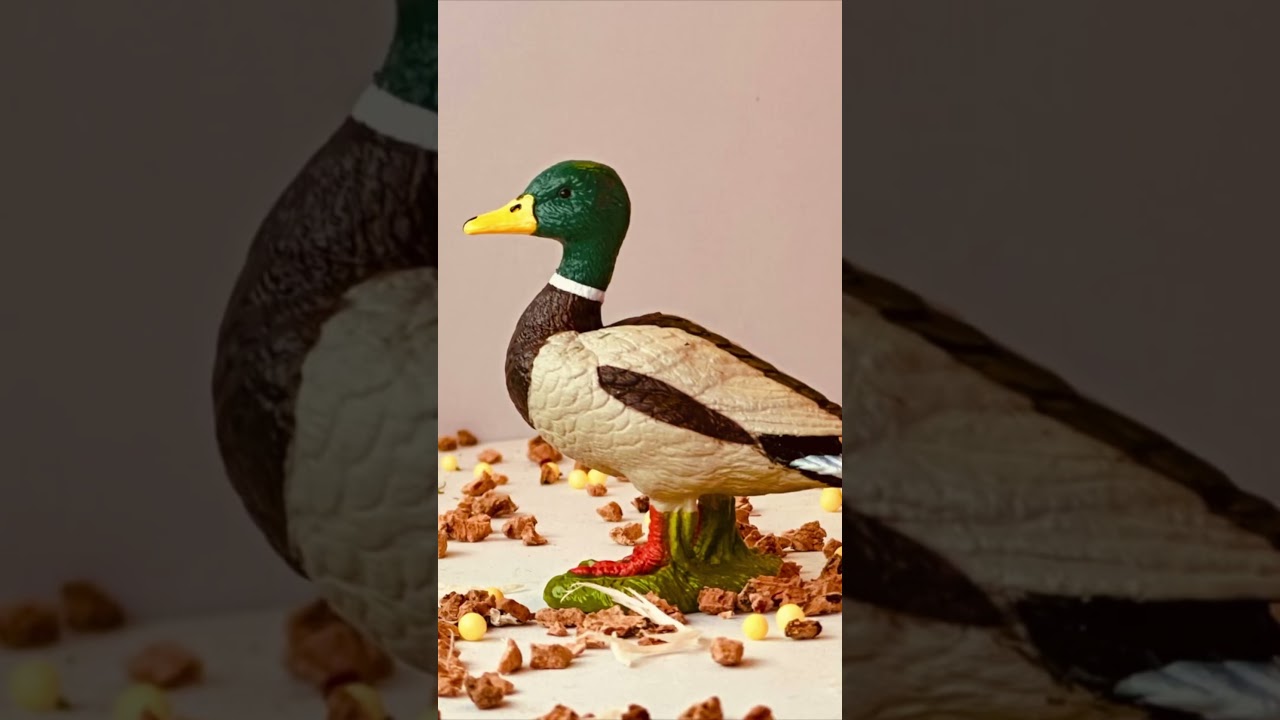 Poultry and Cat 