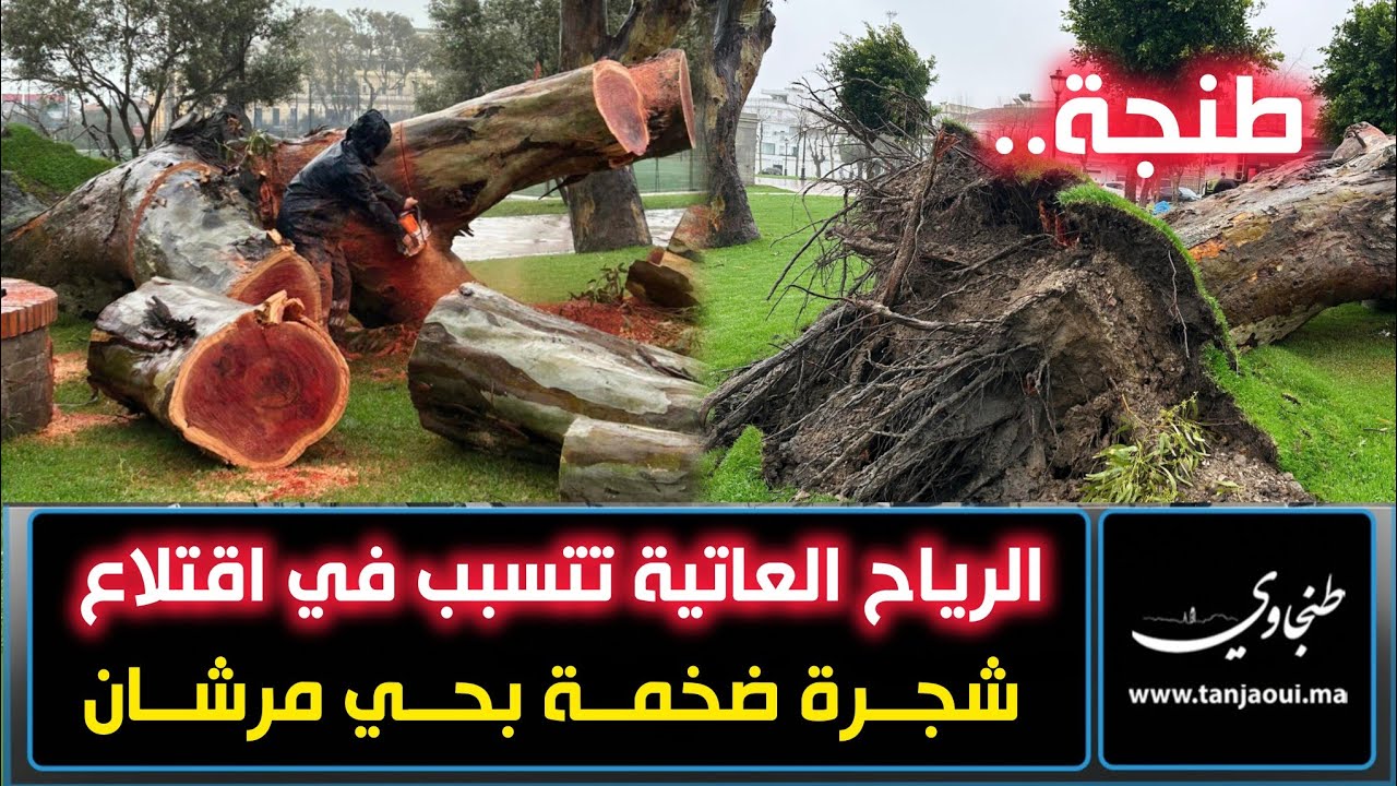 طنجة.. الرياح العاتية تتسبب في اقتلاع شجرة ضخمة بحي مرشان