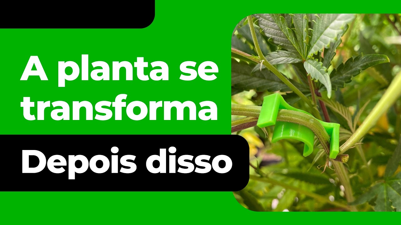 Guia Pr&aacute;tico de Podas e LST para Cultivo Indoor de Maconha - Otimize suas Plantas