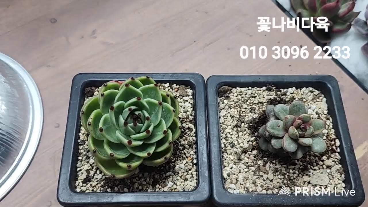 꽃나비다육 라이브 방송