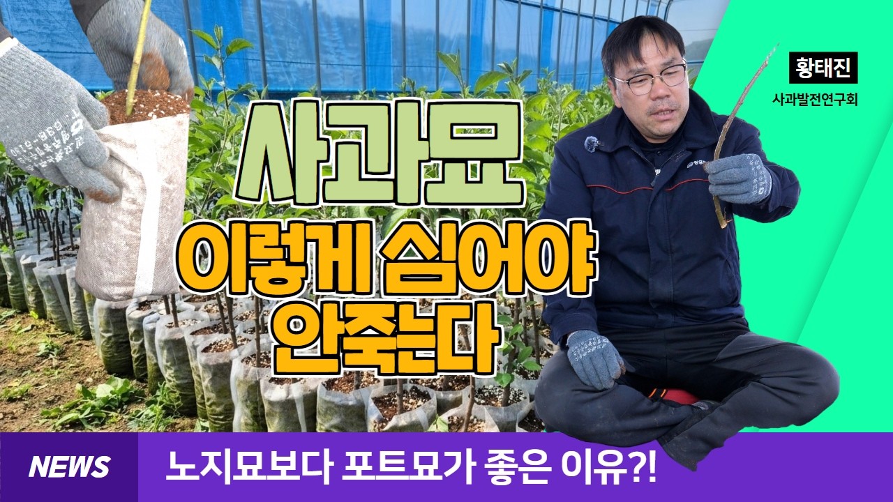 사과 포트묘 식재, 사과나무 심기전에 꼭 보세요!