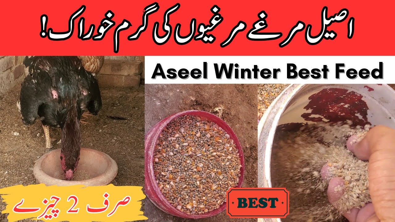 Sardiyon Mein Aseel Murghiyon Ki Health – Desi Garam Khurak Tips