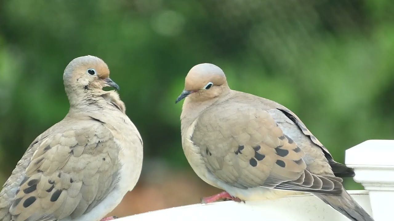 Mourning Dove Courtship
