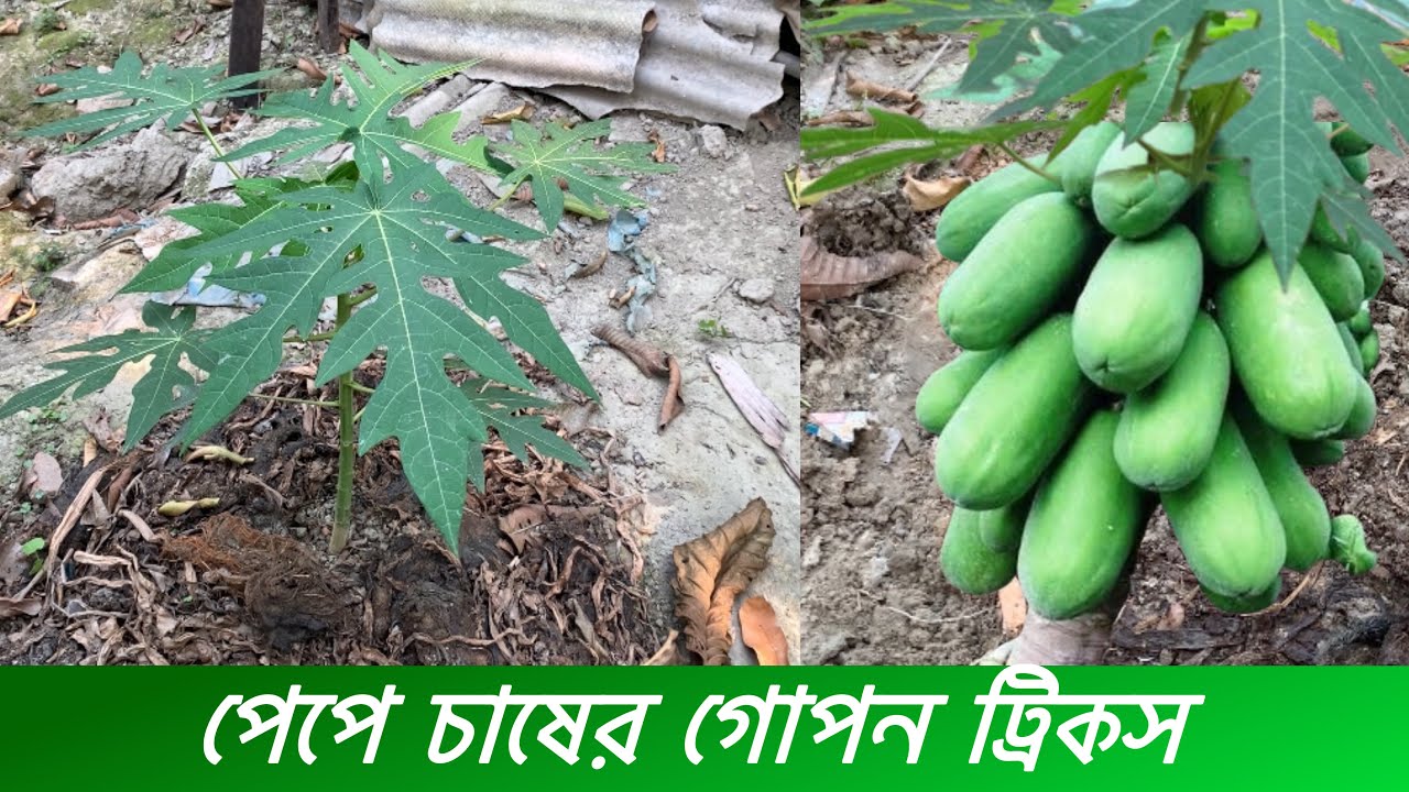 পেপে গাছ চাষের গোপন ট্রিকস জেনে নিলেই মাসিক ইনকাম ১ লক্ষ টাকা