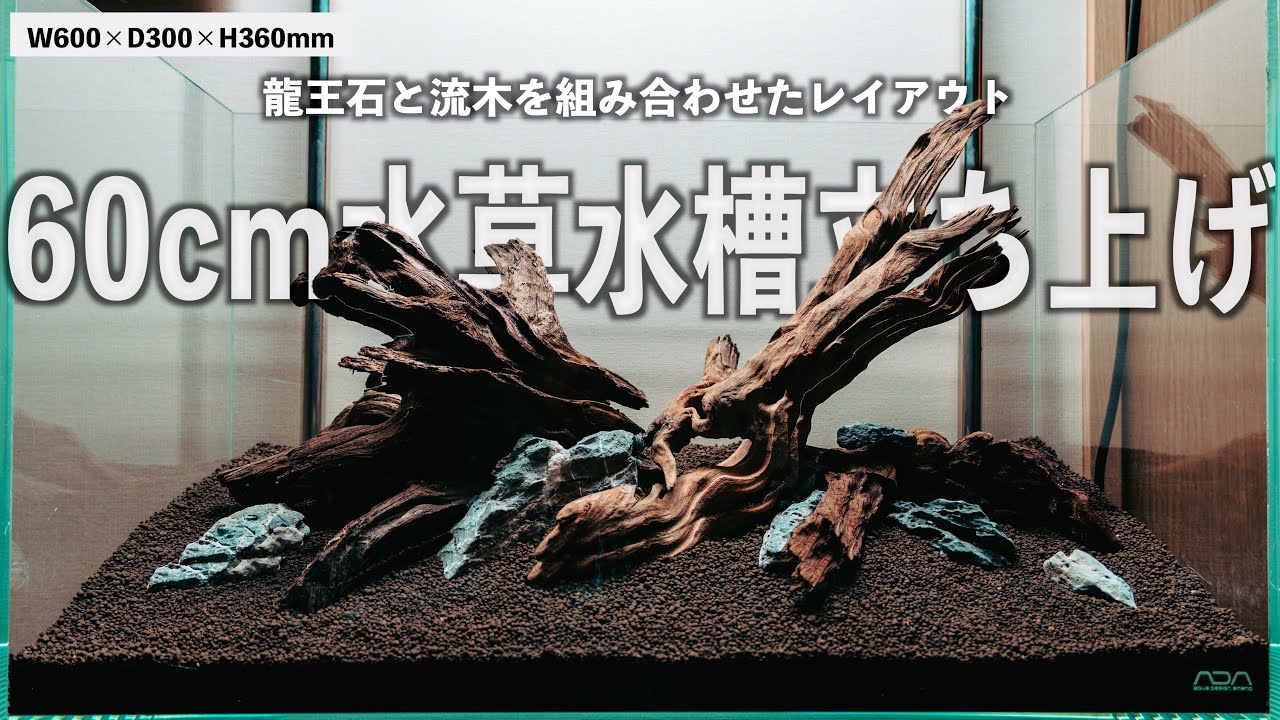 【アクアリウム】60cmレギュラー水槽で水草レイアウトを立ち上げる#ada #aquascape #aquarium #アクアテラリウム#小型水槽 #60cm水槽#ADA