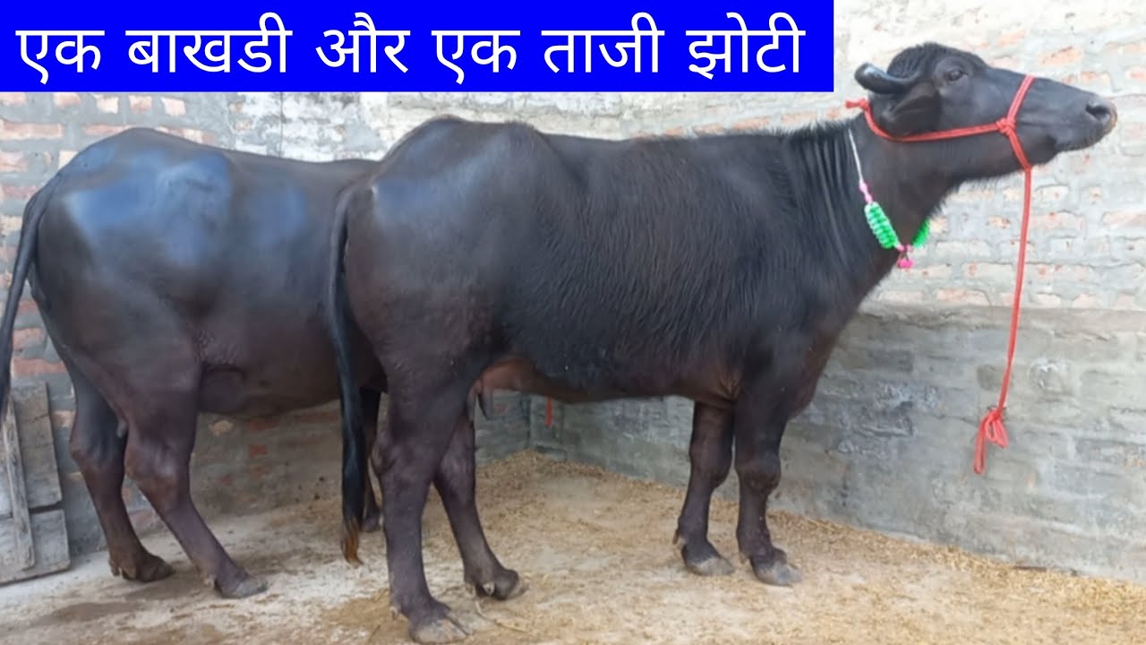 एक बाखडी और एक ताजी झोटी बिक्री के लिए उपलब्ध, राममेहर जांडली डेयरी फार्म (98025_14419) 