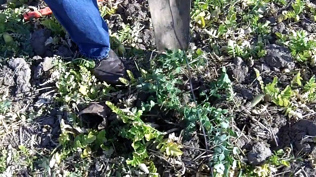 Looking at an Austrian Winter Pea root and influence