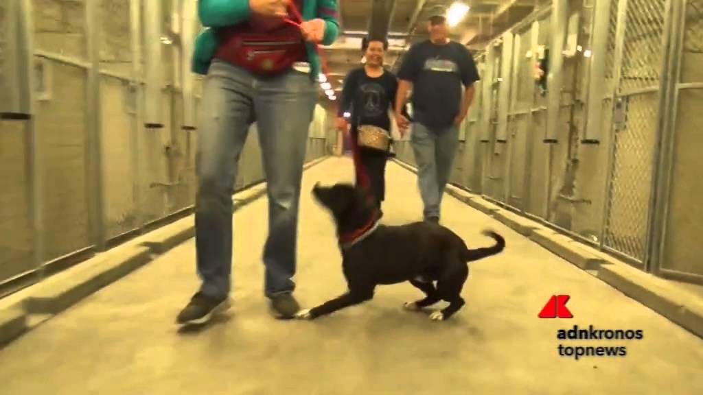I salti di gioia del cane adottato...
