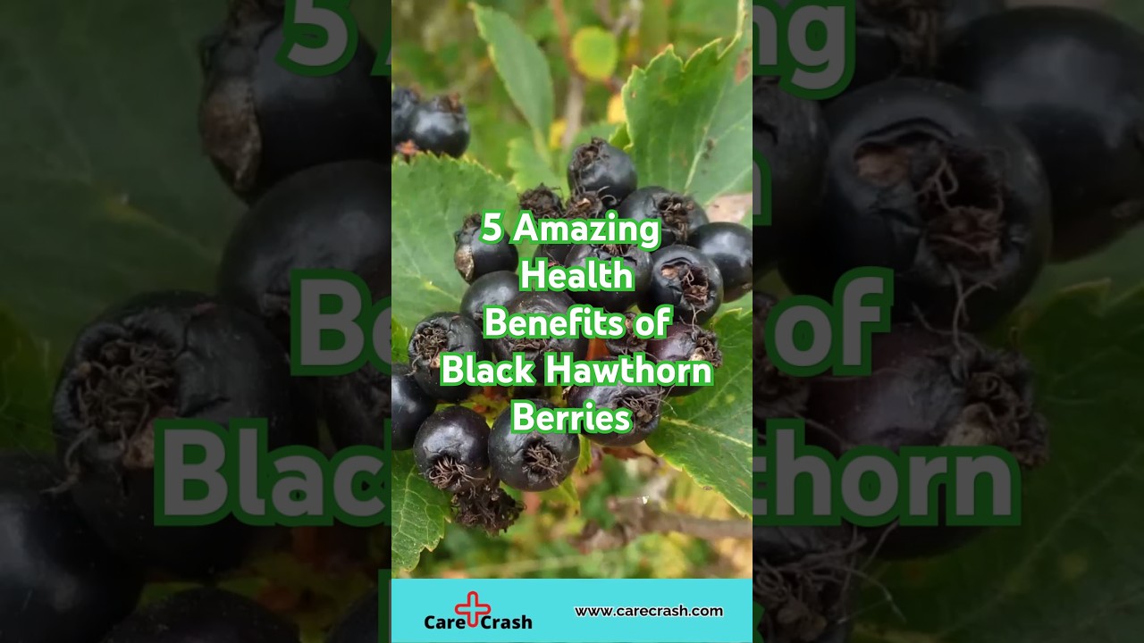 5 Amazing Health Benefits of Black Hawthorn Berries | #carecrash