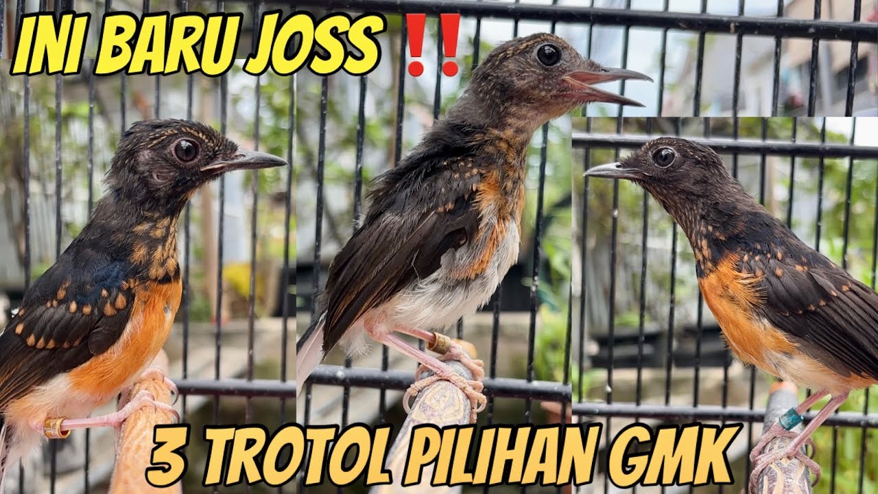 3 Trotol Pilihan Koh Slamet GMK ‼️
