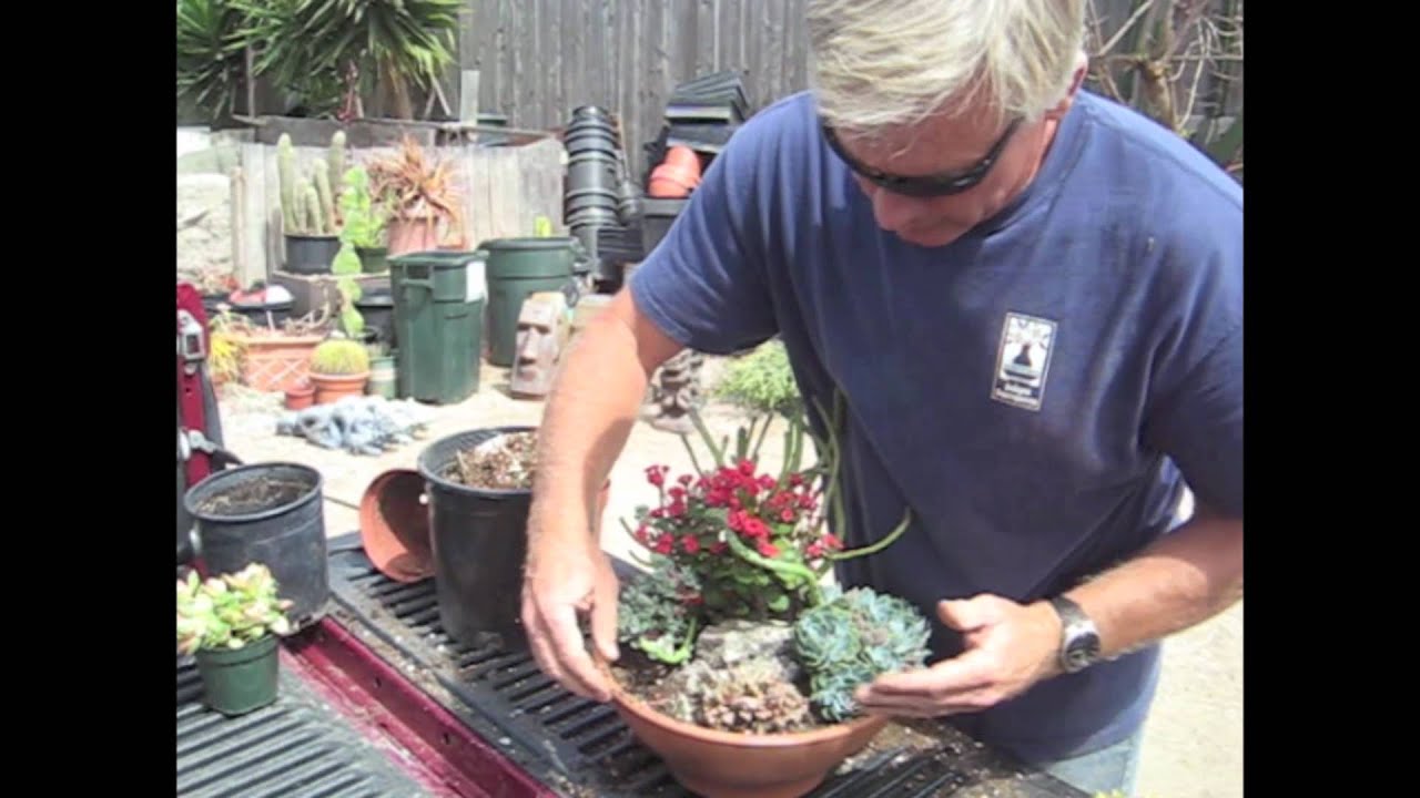 How to Make a Succulent Dish Garden in 5 minutes