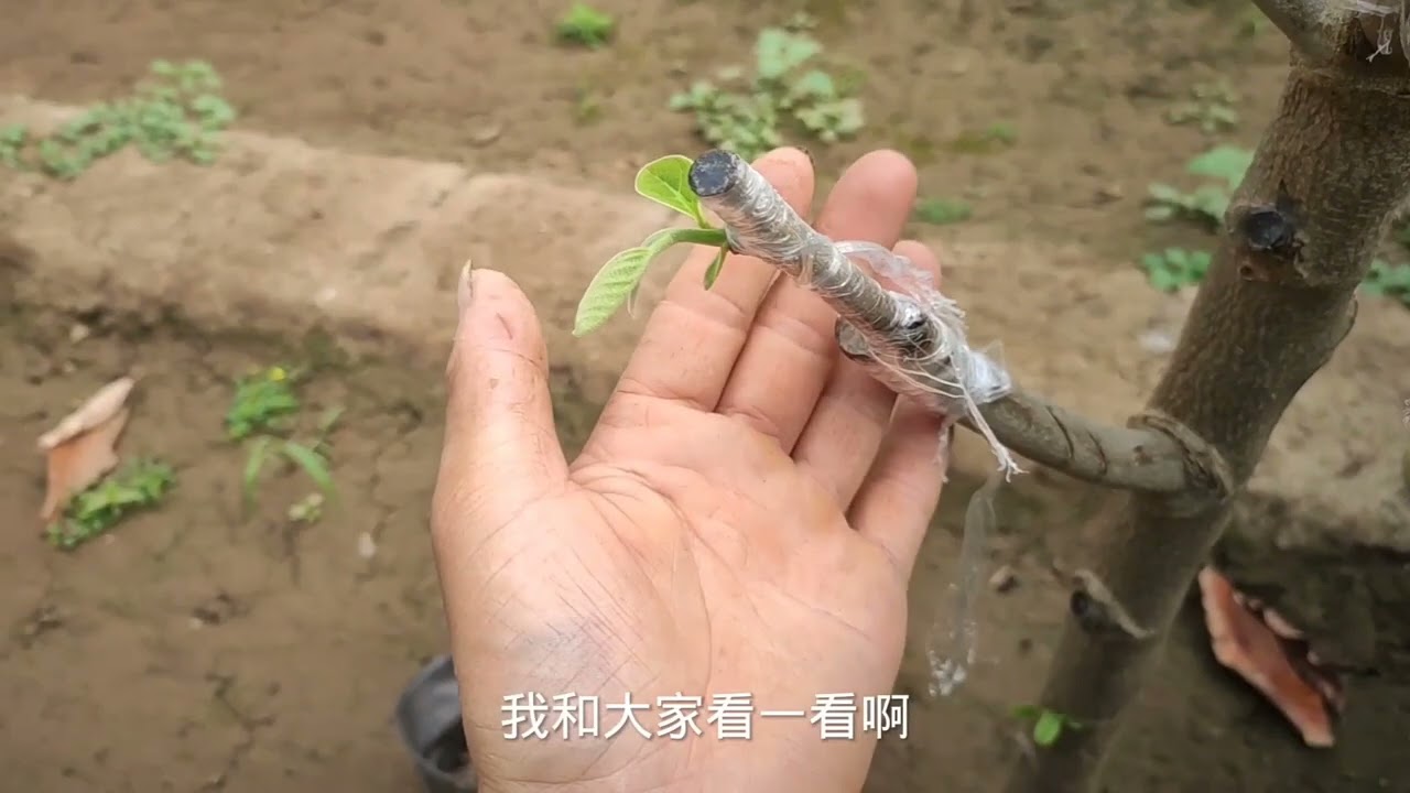 释迦果树嫁接成活接近100%怎么做到？1个小技巧起关键作用！
