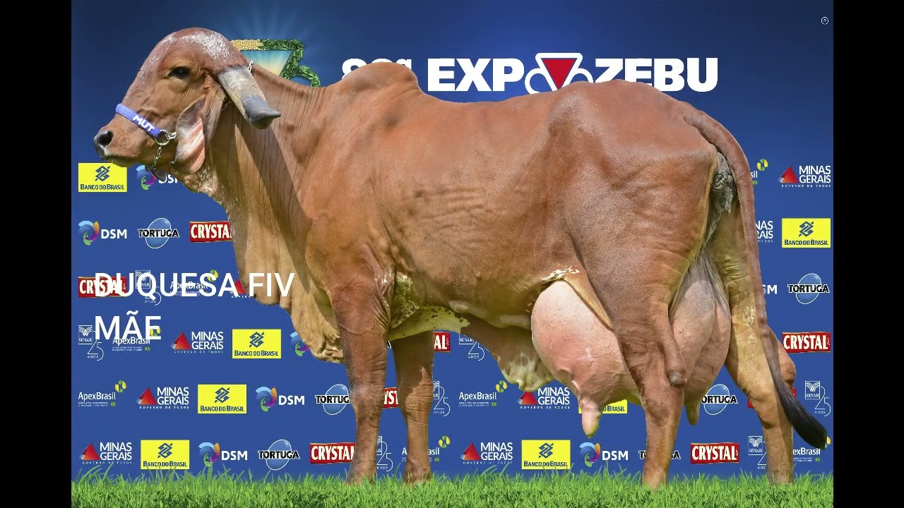 LOTE 20   Duquesa Fiv Paracatu