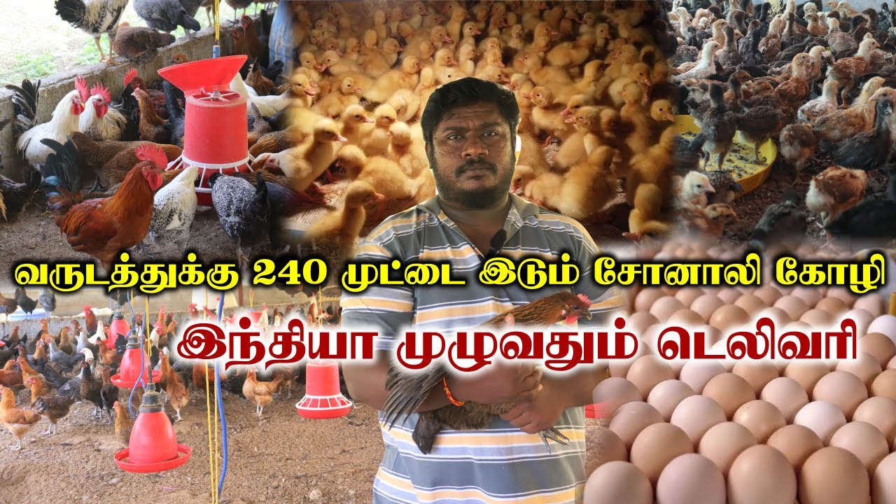 240 முட்டையிடும் சொனாலி கோழி | சோனாலி குஞ்சிகள் ரூ.28முதல் | Sonali Kozhi Valarpu | Chicken Farming