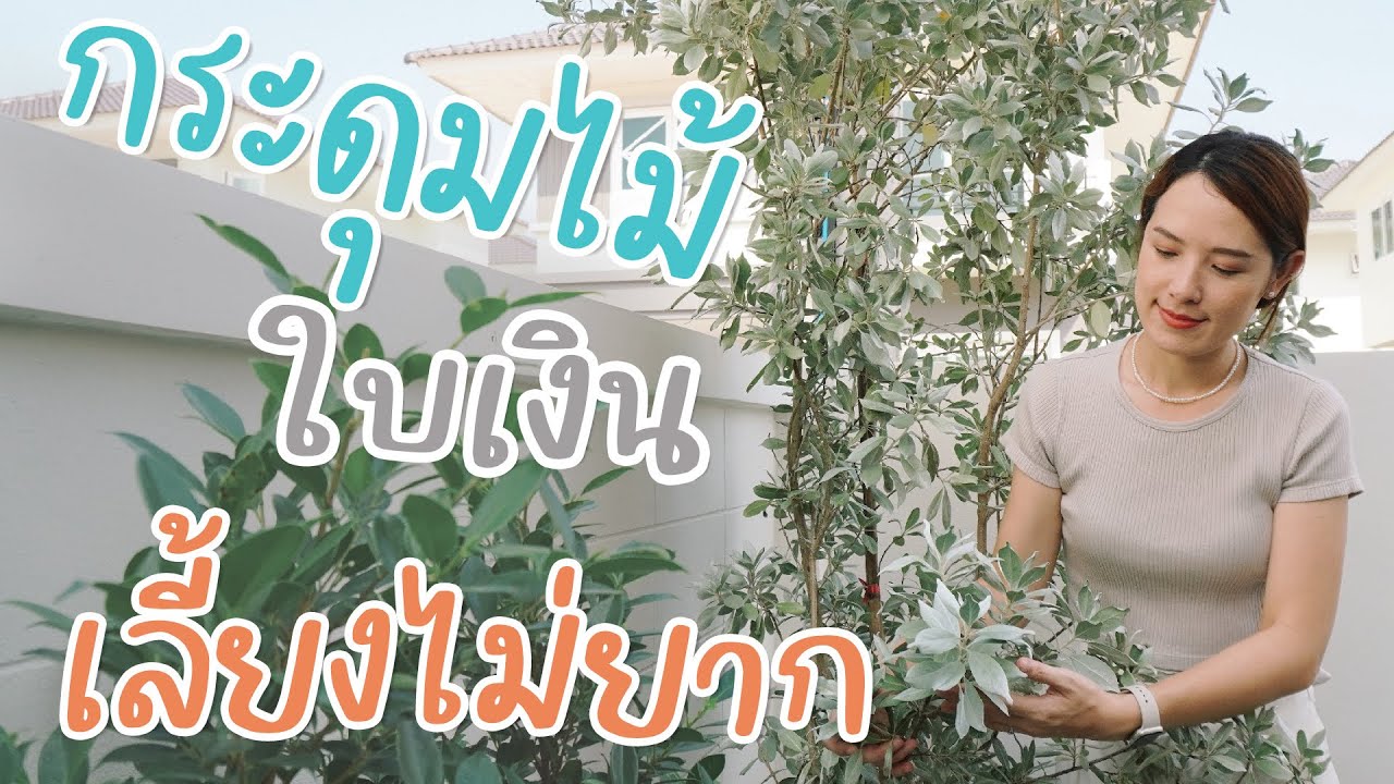 Прутняк серебристый — растение, которое легко выращивать и ухаживать | Stay Home EP.8