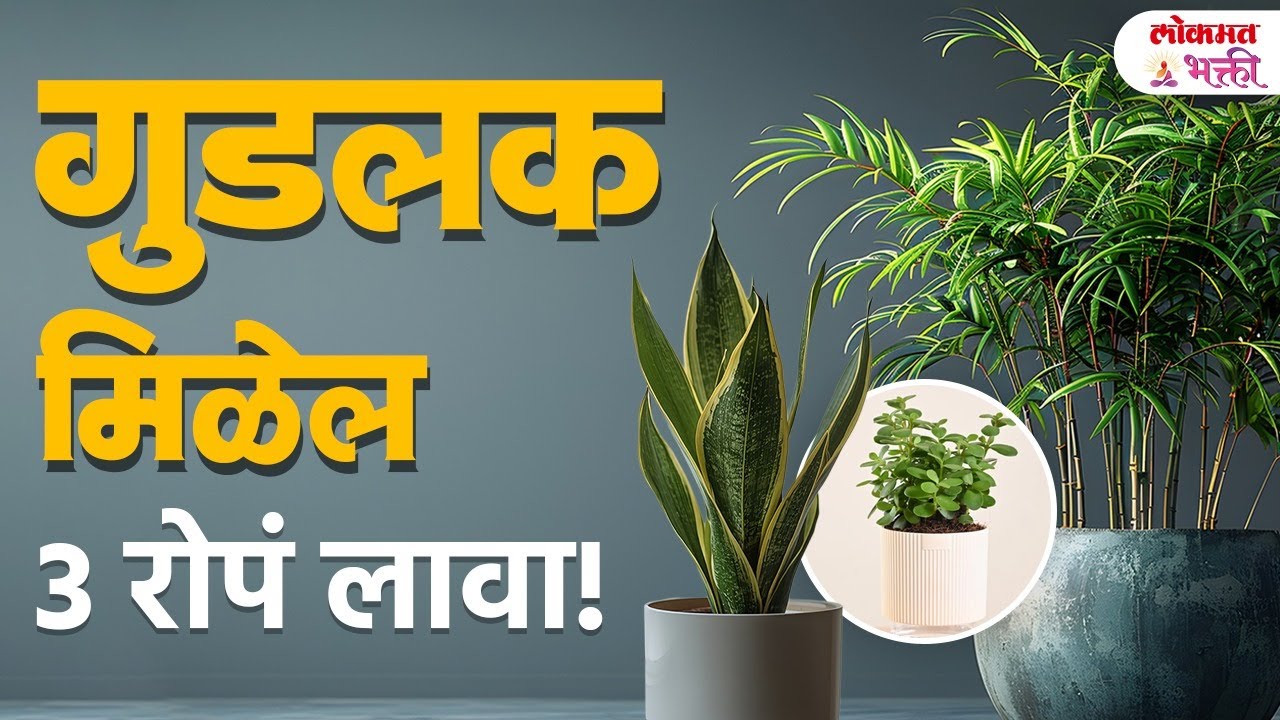 Best Good Luck Plants – नशिब उजळवणारी रोपं! तुमच्याकडे आहेत का? | Vastu Shatra | Bhakti | KA3