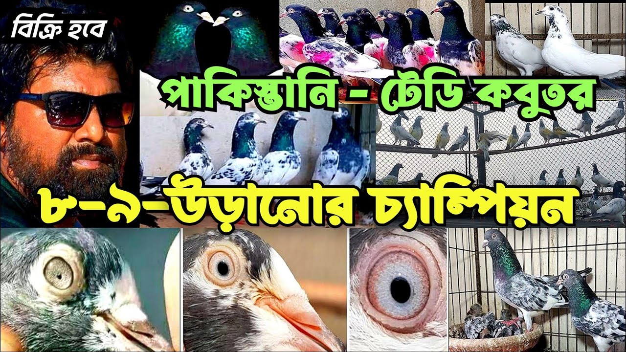 পাকিস্তানি কবুতর খামার। ৮-৯ ঘন্টা উরানো চ্যাম্পিয়ন টেডি কবুতর বিক্রি,ক্লাবের সহ-সভাপতি কবুতর হিরা