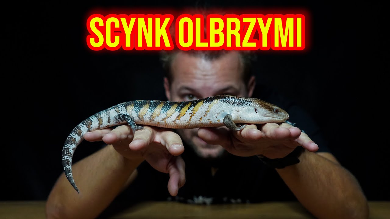 CIEKAWOSTKI O HODOWLI SCYNKA OLBRZYMIEGO W DOMU