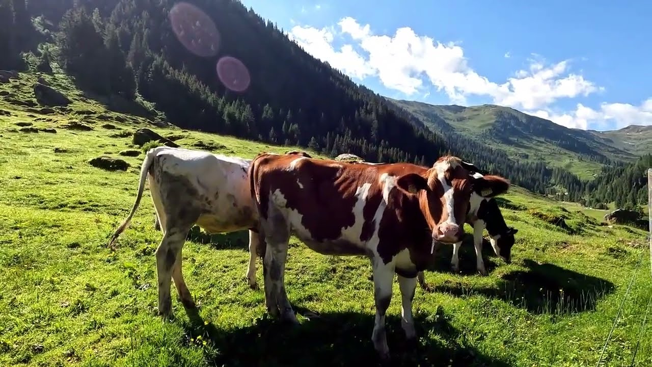 KARALM SPERTENTAL - KIRCHBERG IN TIROL