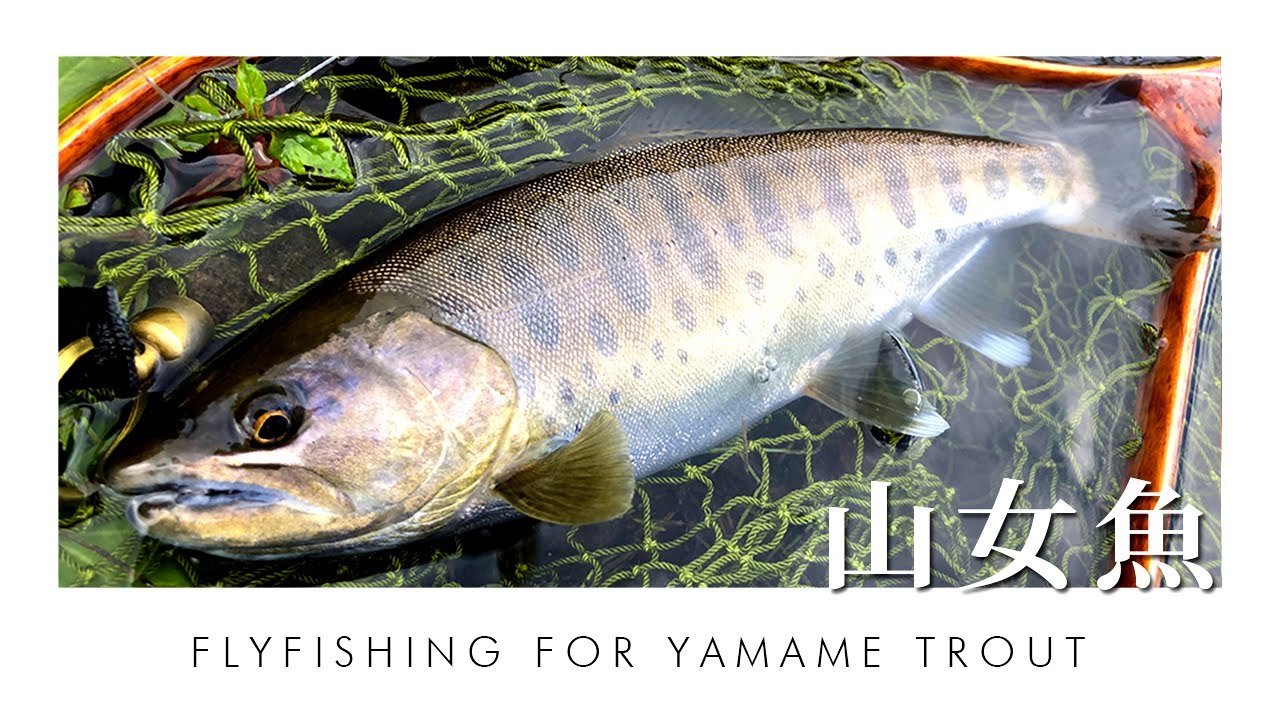 Flyfishing For YAMAME Trout【Japan】
