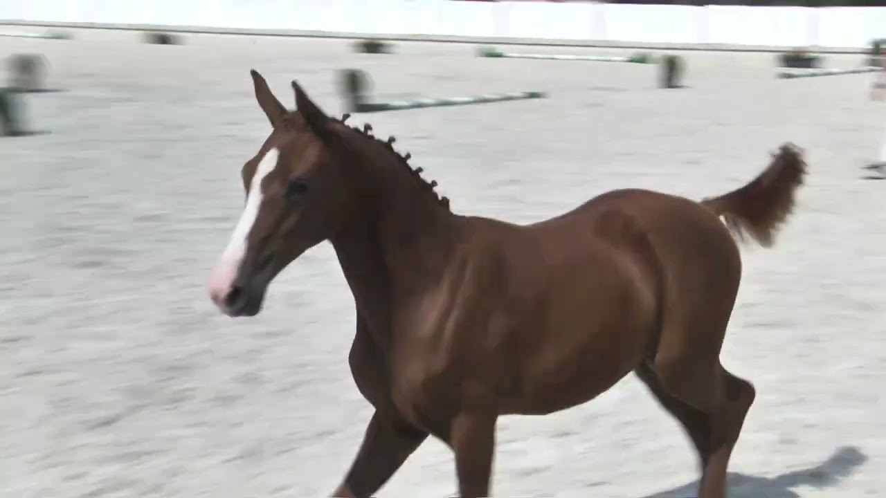 RED RABIOSA (Calidor - Rakija/ Castor - Rancouver) filly 2022