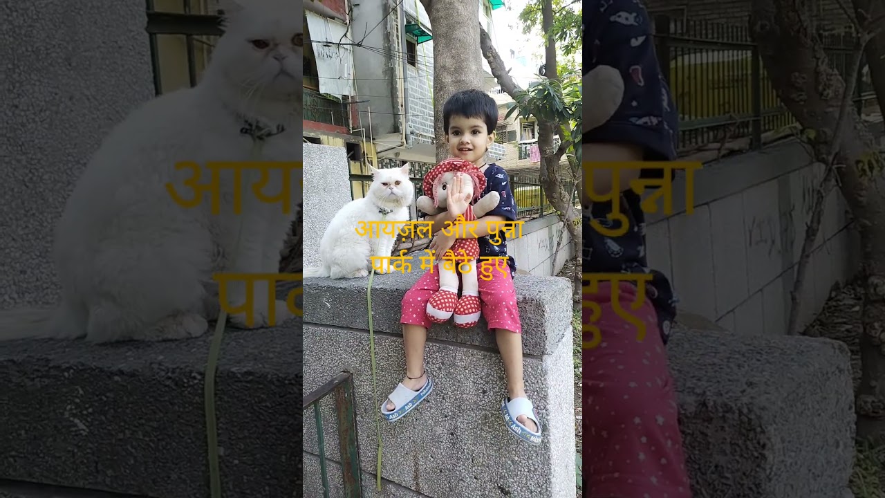 #ayzal #viral #trending #funnyvideos #punna#catvideos