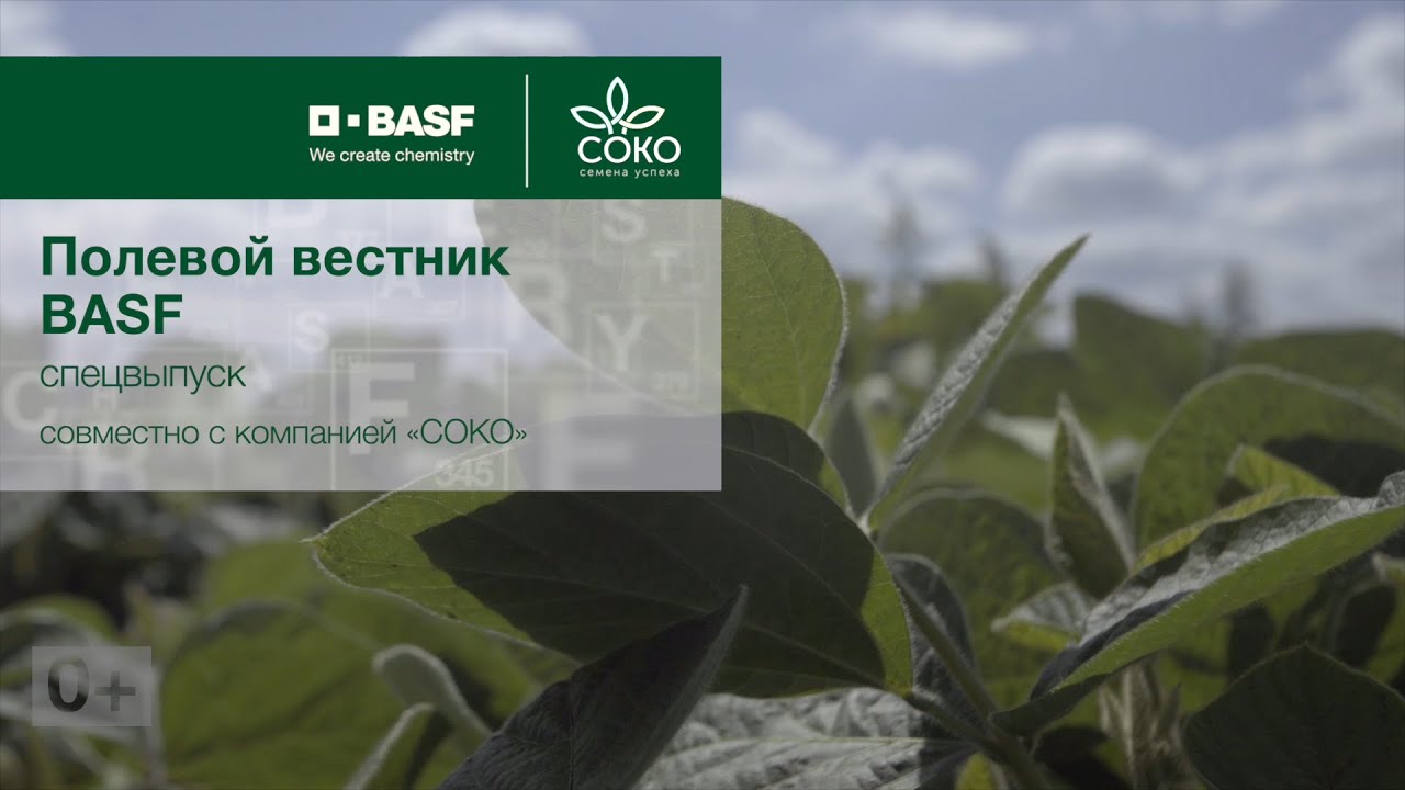 Полевой вестник BASF - Спецвыпуск 2 СОКО от 26.08.2021. Технология повторных посевов