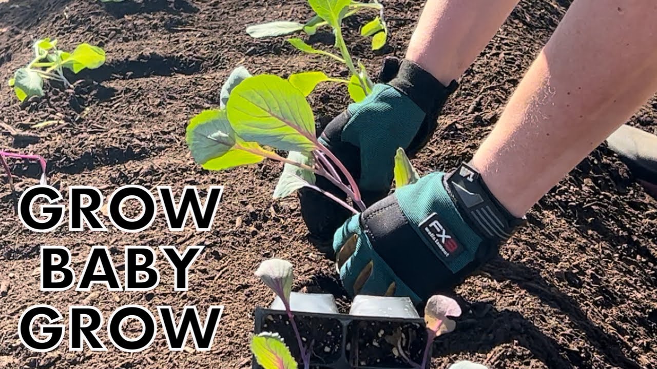 A Beautiful Saturday In The Garden Planting Strawberries And Cabbage