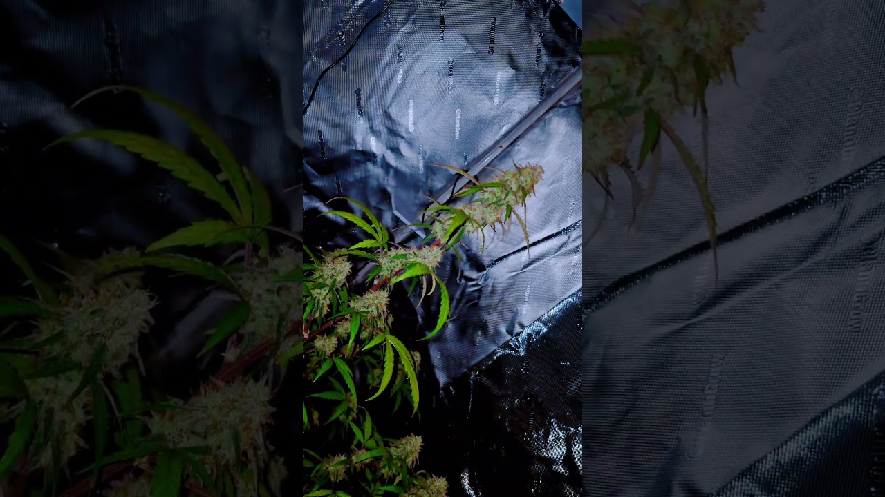 #sensiseeds #super Skunk W6