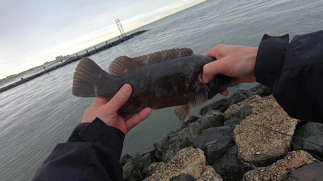 Blackfish, Tautog fishing at Zetty Belmar, NJ, NJ Fishing 미국도시어부, 방파제 낚시, 미국동부낚시