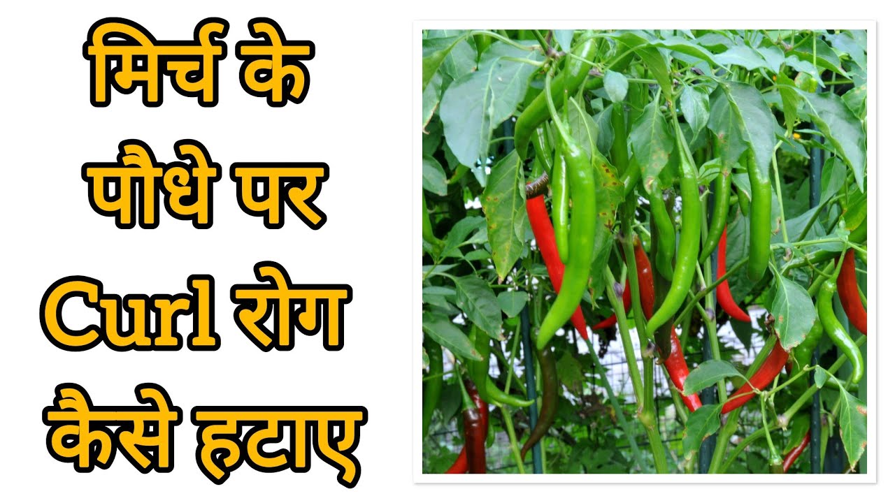 मिर्च में वायरस,लीफ कर्ल व फंगस अटैक का अटूट इलाज 👍🫑#rooftopgarden #urbangarden.