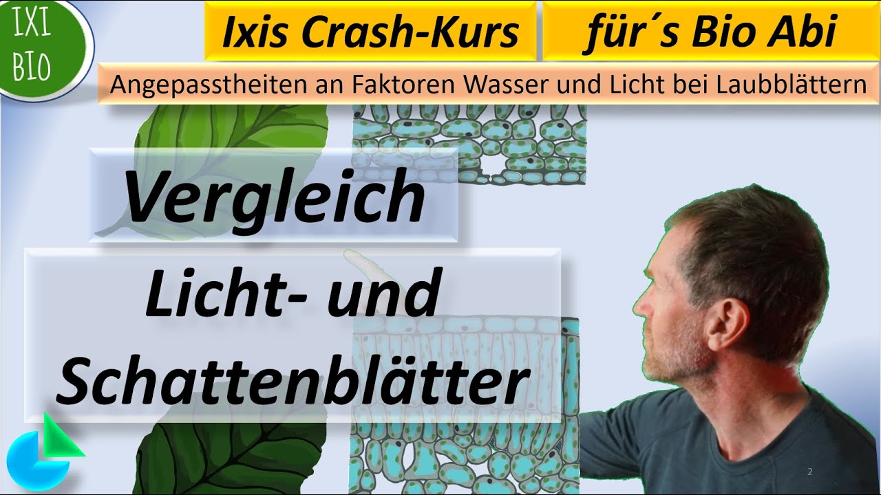 Bau von Licht- und Schattenblättern im Vergleich (Sonnenblätter) Basiskonzept Struktur und Funktion