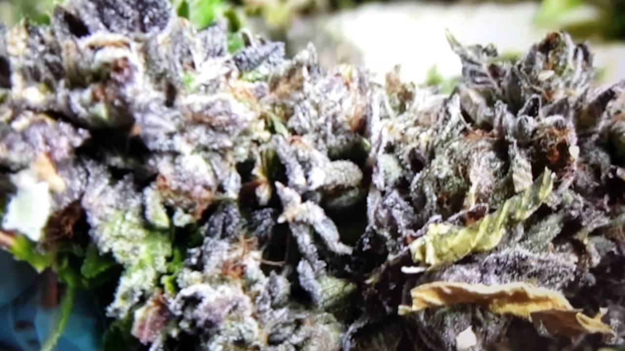 Master grower leaks secrets