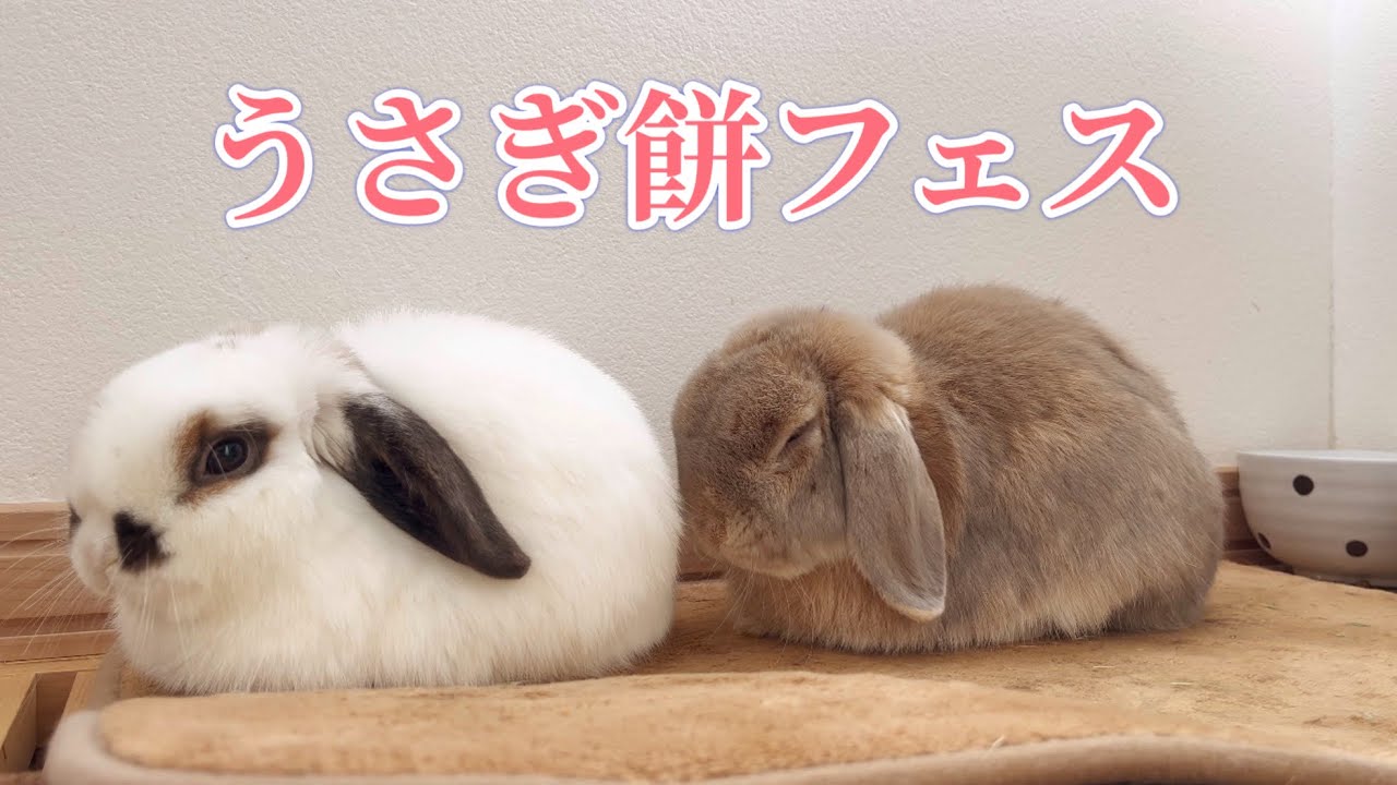 冬になるとうさぎは「餅」になる。バチバチしてたのに「餅」で解決#335