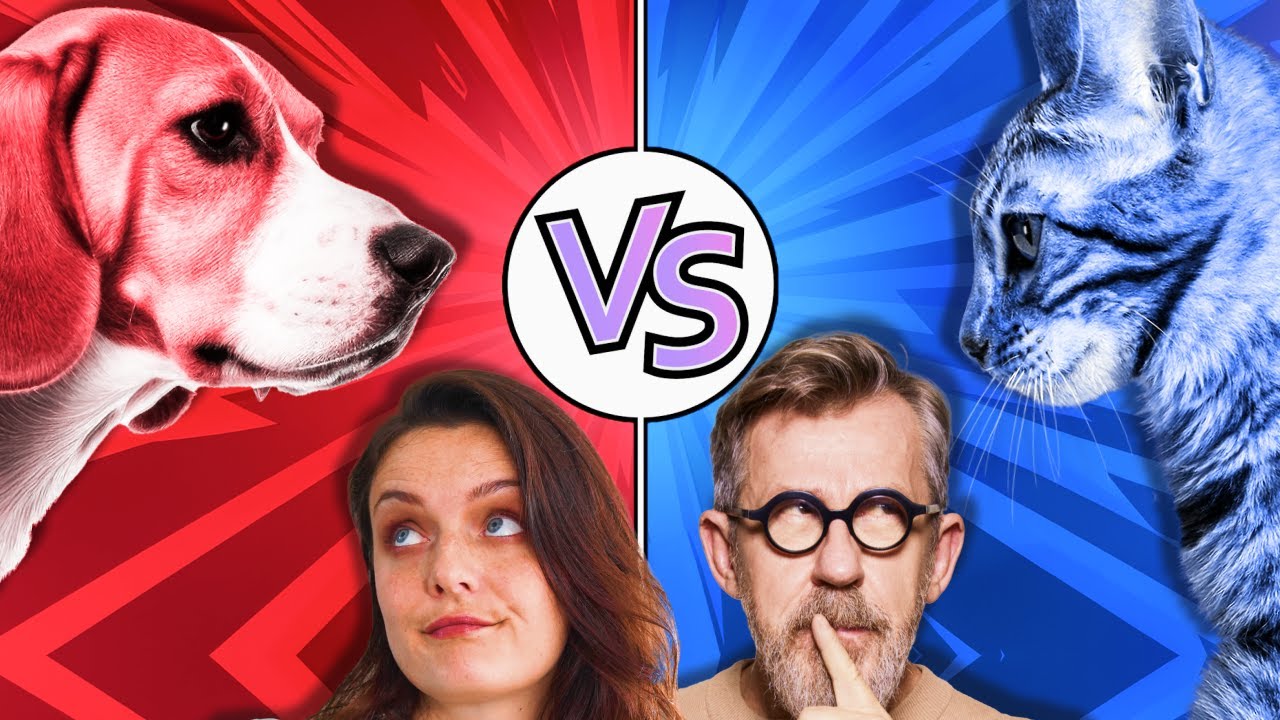 Chien vs chat : qui est le plus intelligent ? avec @laboiteacuriosites
