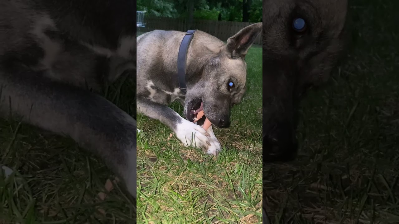 Dog Kills Barbie #shorts #dog #puppy #barbie #halloween #animals #funny #pet #husky #comedy