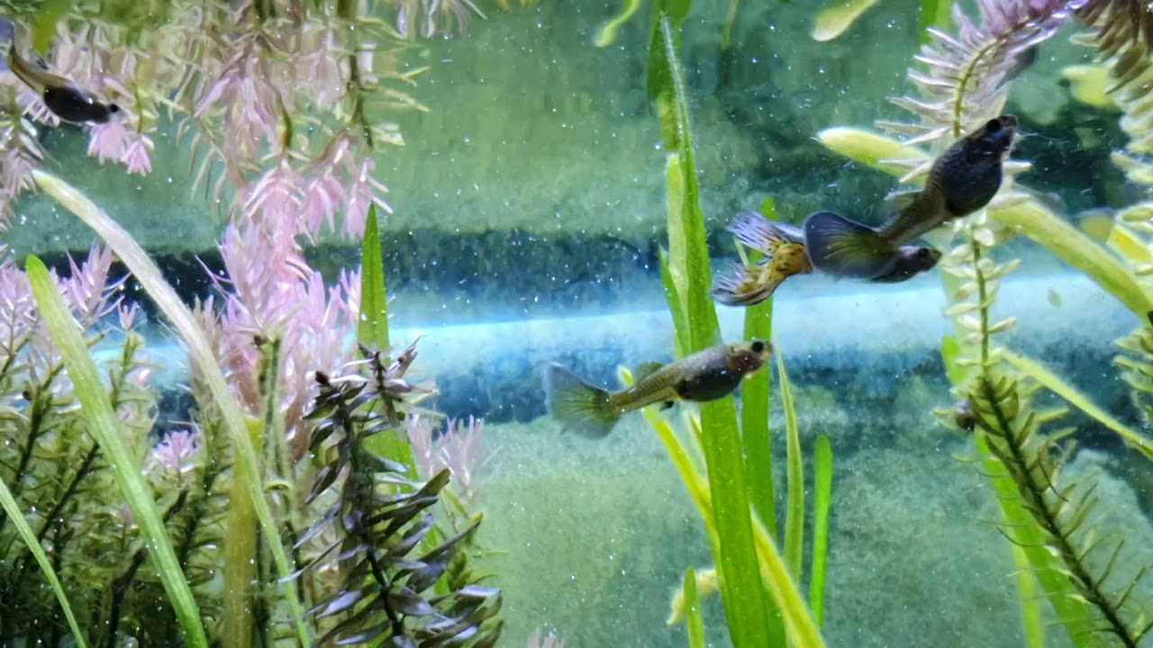 How do guppies reproduce in an aquarium? Tips for breeding guppies